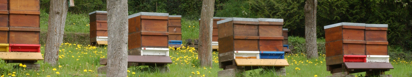 Bienenstöcke am Waldrand © Dienstleistungszentren Ländlicher Raum